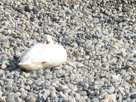 Canard Blanc